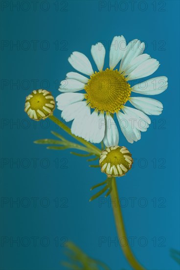 Medicinal plant Chamomile