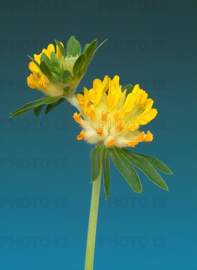 Common kidney vetch