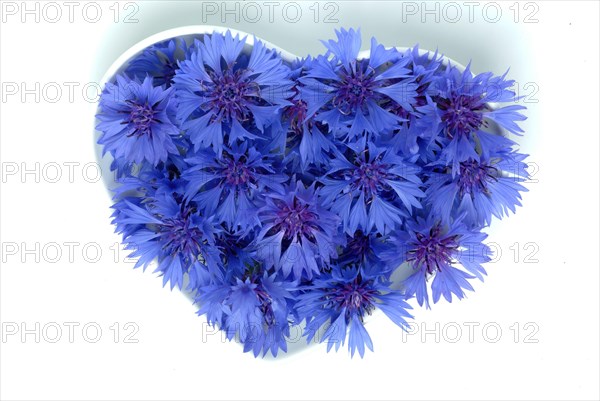 Cornflower