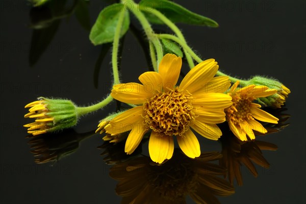 Arnica