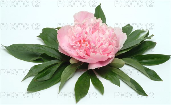 European peony