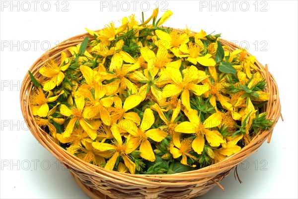 Medicinal plant St. John's wort