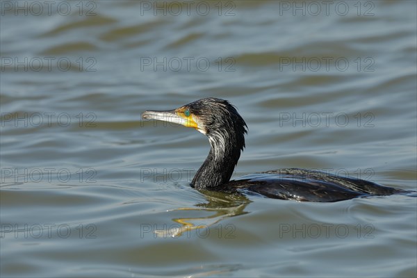 Great cormorant