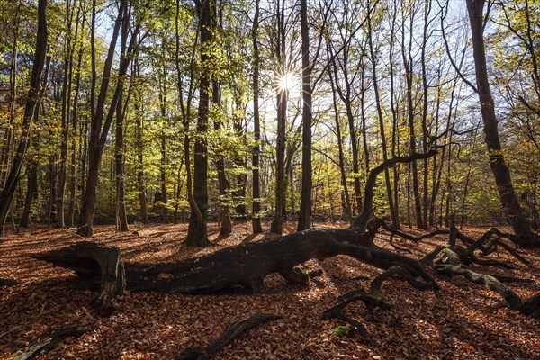 Beech trees in autumn forest