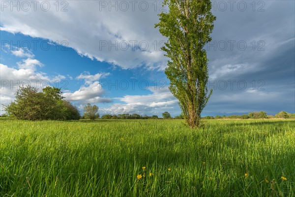 Natural green meadow dotted with trees in spring. Alsace