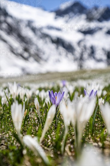 Meadow full of white and purple crocuses