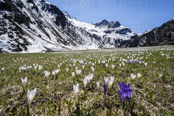 Meadow full of white and purple crocuses