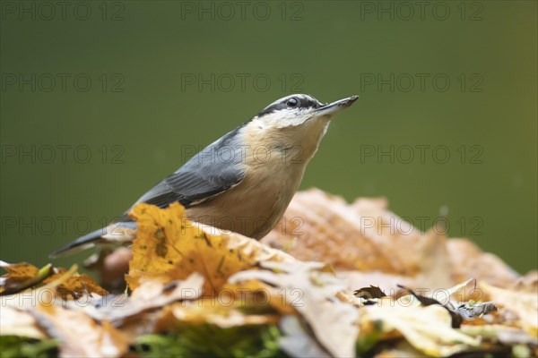 European nuthatch