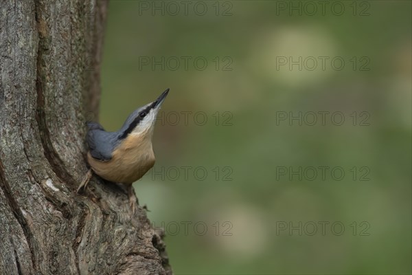 European nuthatch