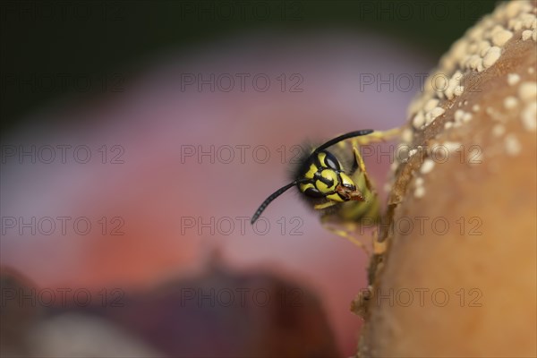 Common wasp