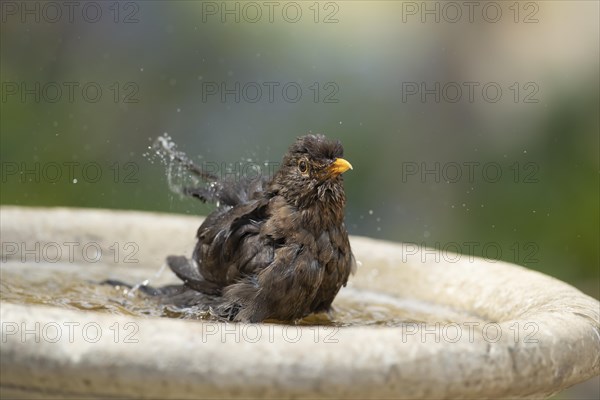 European blackbird