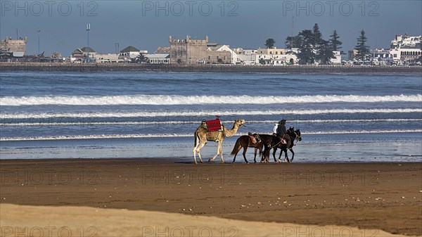 Local riders with horses and a dromedary for tourists on the beach
