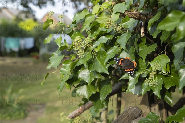 Red admiral