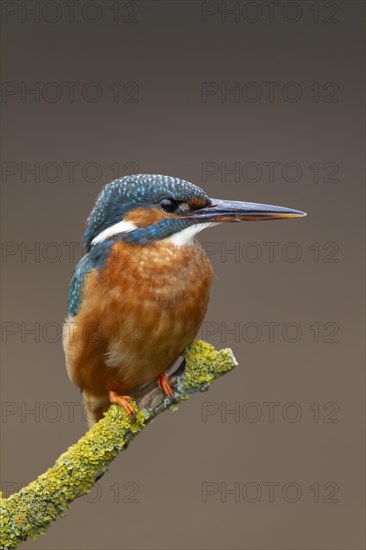 Common kingfisher