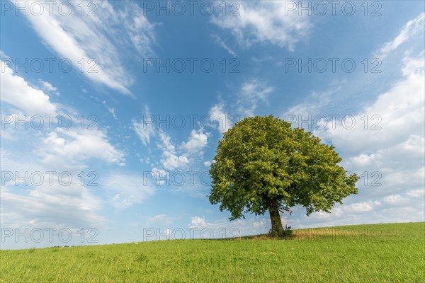 Lone basswood tree on a hill in the landscape. Jura