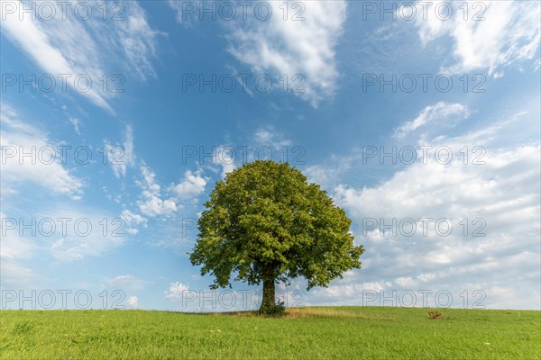 Lone basswood tree on a hill in the landscape. Jura