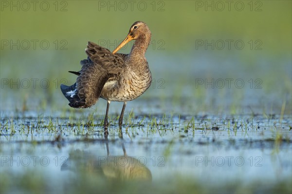 Black-tailed Godwit