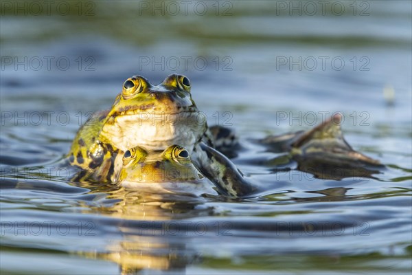 Green frog