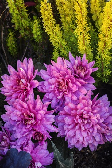 Garden dahlias