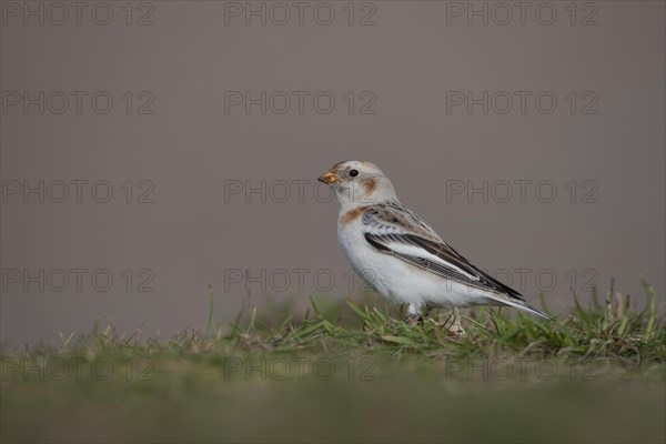 Snow bunting