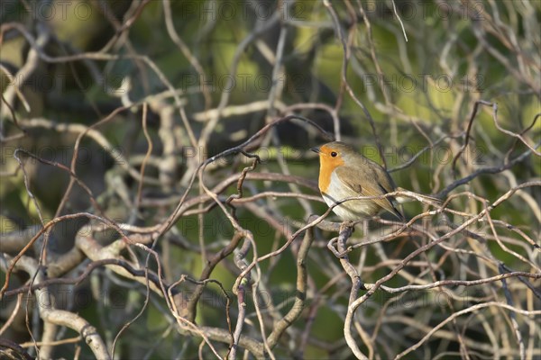 European robin