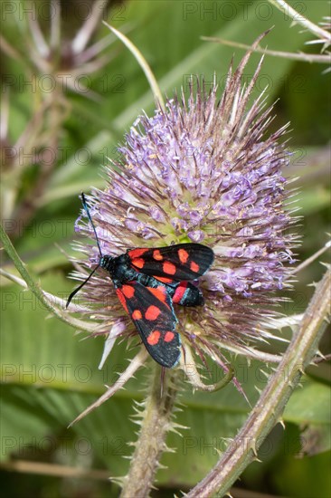 Six-spotted Widder Butterfly perched on a violet flower seen on the left