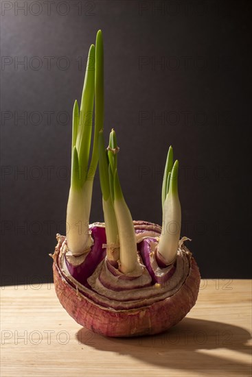 Sprouting onion