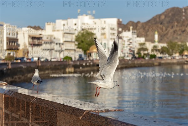 Seagulls