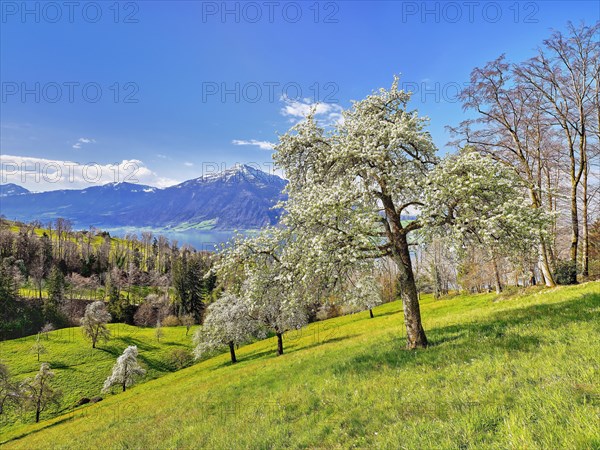 View of Lake Zug and the Rigi