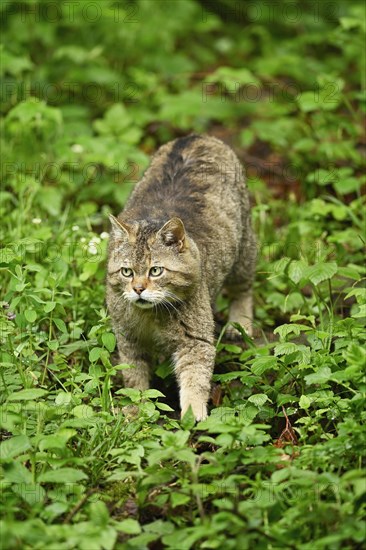 European wildcat