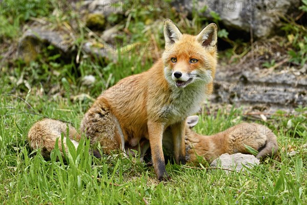 A red fox