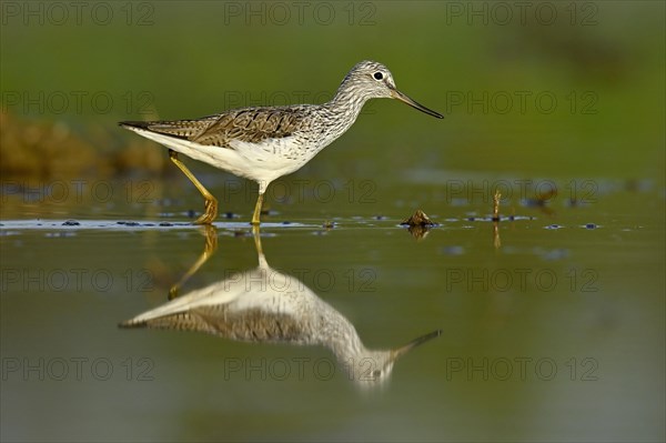 Common greenshank