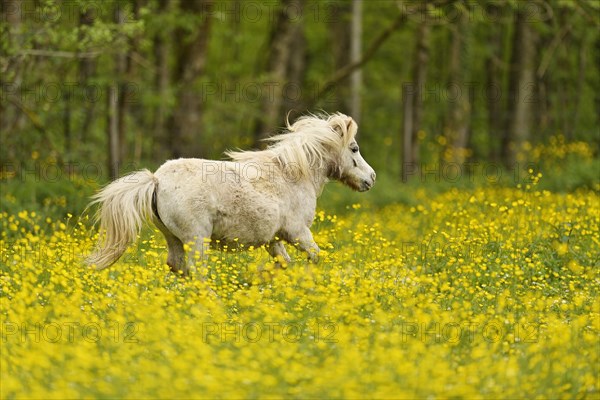 Icelandic horse