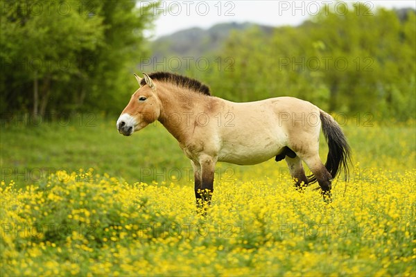 Przewalski's stallion