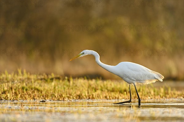 Great egret