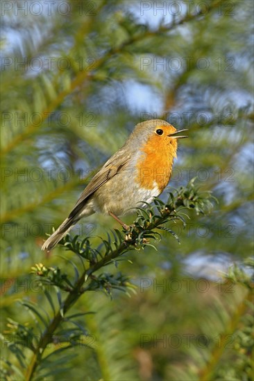 European robin