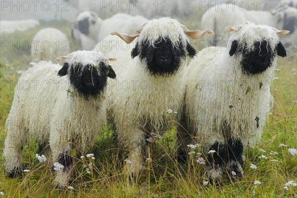 Valais black-nosed domestic sheep