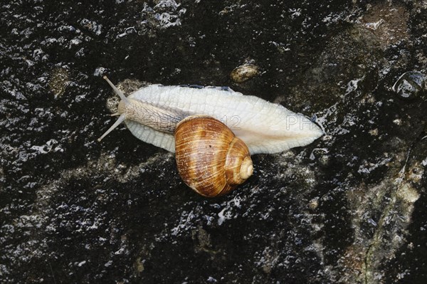 Burgundy snail