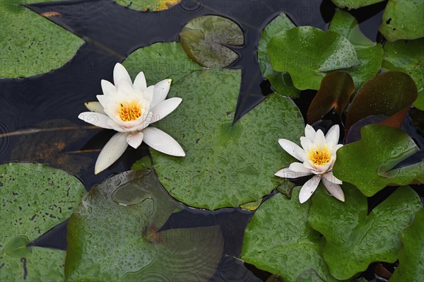 White water lily