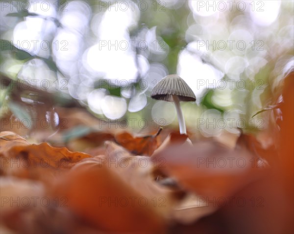 Small mushroom protruding from the carpet of leaves in a deciduous forest