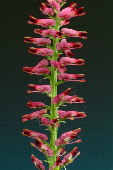 Medicinal plant Common fumitory