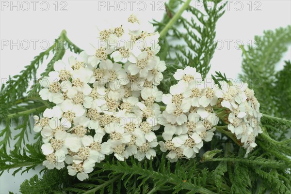 Common yarrow