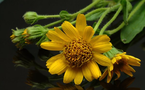 Arnica