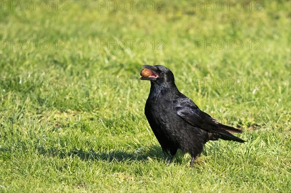 Carrion crow