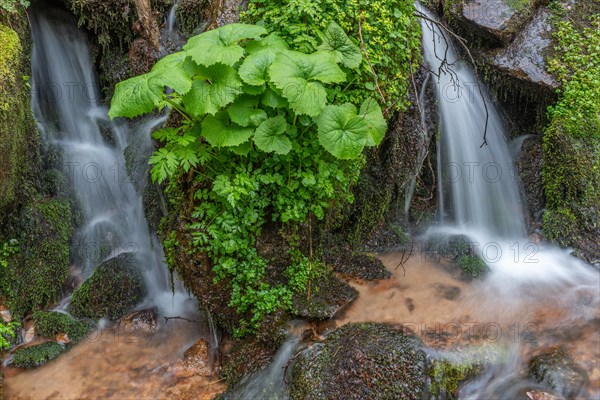 Small waterfall of fresh water amidst the lush vegetation in the mountains. Vosges