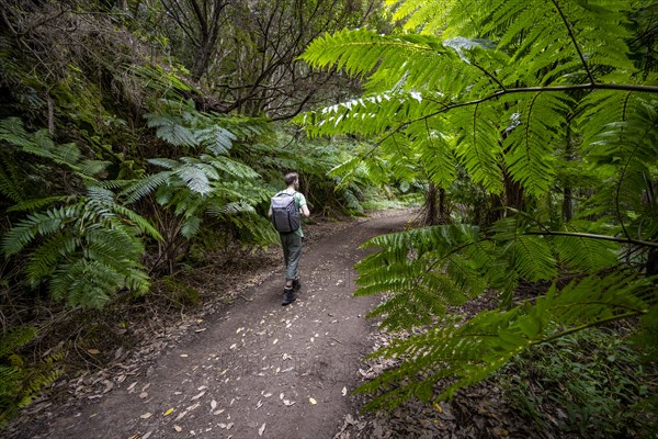 Hikers on a trail through the forest with ferns