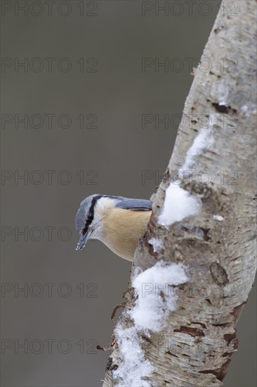 European nuthatch