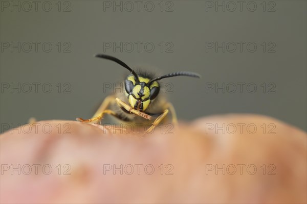 Common wasp