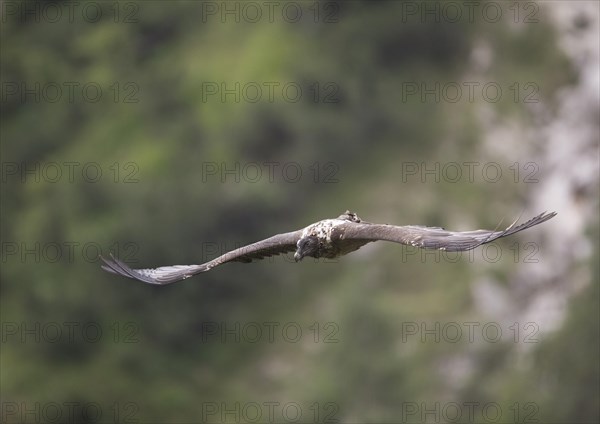 Juvenile bearded vulture