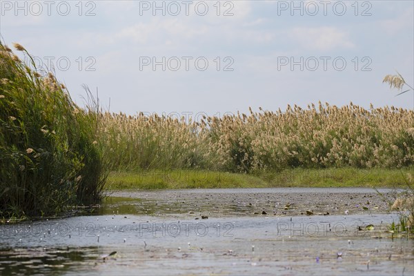 Common reed